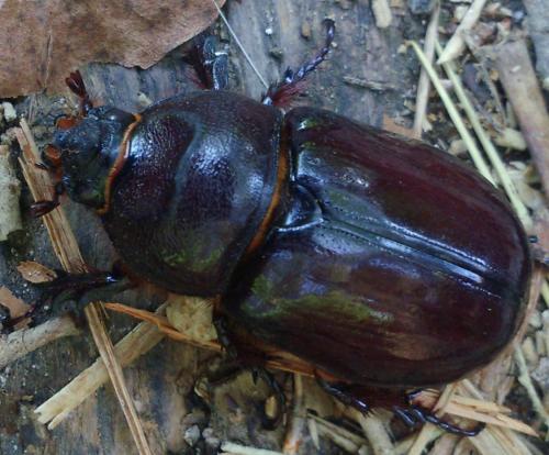 Réf. 210 741 : Oryctes nasicornis